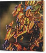 Fall Berry Cascade 6049 H_2 Wood Print