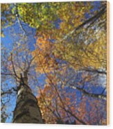 Fall Canopy Patterns 6 Wood Print