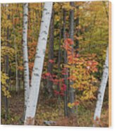 Fall Color Wood Print