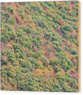 Fall Foliage Wood Print