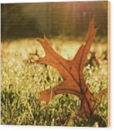 Fall Leaf In Morning Sun Rays Botanical Nature Photograph Wood Print