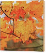 Fall Maple Leaf Wood Print