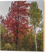 Fall Maple Wood Print