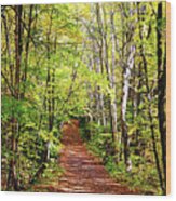 Fall Trail Killarney Wood Print