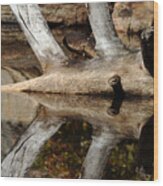Fallen Tree Mirror Image Wood Print