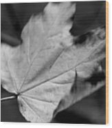 Falling Leaf In Black And White Wood Print