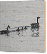 Family Of Canada Geese On The Ohio River Wood Print