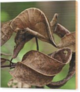 Fantastic Leaf-tail Gecko Uroplatus Wood Print