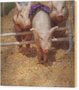Farm - Pig - Getting Past Hurdles Wood Print