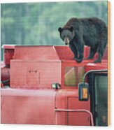 Farmer Bear 8819 Wood Print