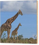 Father And Son Giraffe Wood Print