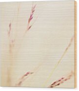 Feather Grass Wood Print