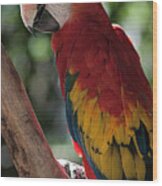 Feathered Rainbow Wood Print