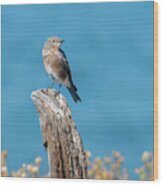 Female Bluebird In Yellowstone Wood Print