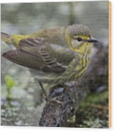 Female Cape May Warbler Wood Print