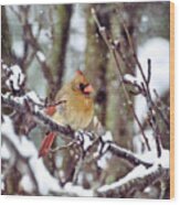 Female Cardinal As The Snow Falls Wood Print