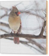 Female Cardinal In Snow Wood Print