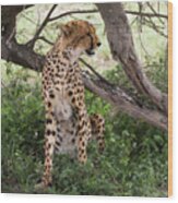 Female Cheetah Under A Tree In Serengeti Region Wood Print