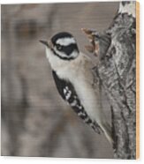 Female Downey Woodpecker Wood Print