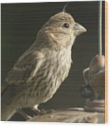 Female House Finch On Feeder Wood Print