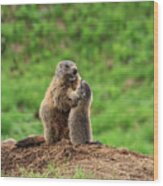 Female Marmot With Young Wood Print