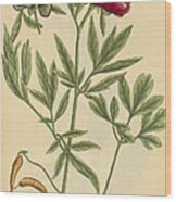 Female Peony, Medicinal Plant, 1737 Wood Print