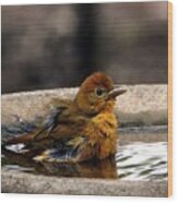 Female Summer Tanager In Bird Bath Wood Print