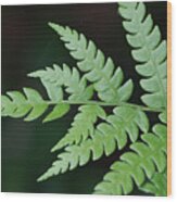 Fern Frond Tip Wood Print