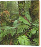 Fern In Wetland Natl Park Wood Print