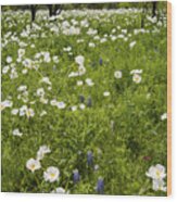 Field Of White Poppies Wood Print