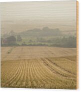 Fields Of Gold Wood Print