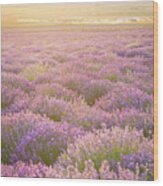 Fields Of Lavender Wood Print