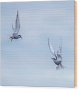Fighting Terns Wood Print