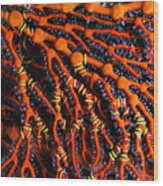 Fiji Red Seafan Wood Print