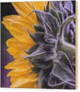 Filtered Sunflower Wood Print