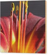 Fire Lily 1 Wood Print