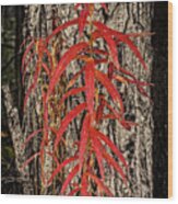 Fireweed 2015 Wood Print
