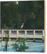 First Glimpse Great Blue Heron Wood Print