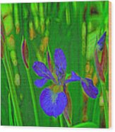 First Iris To Bloom Wood Print