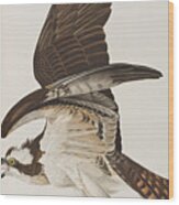 Fish Hawk Or Osprey Wood Print