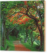 Flamboyant Trees-2- St Lucia Wood Print