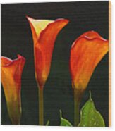 Flame Calla Lily Flower Wood Print