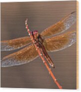 Flame Skimmer Close Up Wood Print