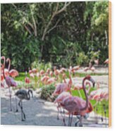 Flamingo Flock Wood Print