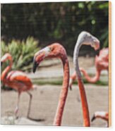 Flamingo Pair Wood Print