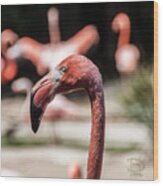 Flamingo Portrait Wood Print