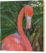 Flamingo Portrait Wood Print