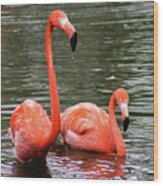 Flamingos Wood Print