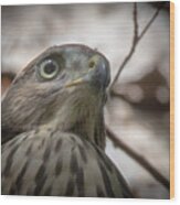 Fledgling Red Shouldered Hawk Wood Print