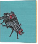 Flies Wood Print